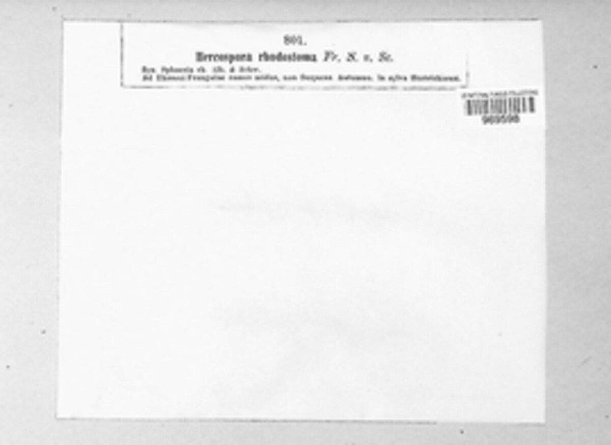 Karstenula rhodostoma image